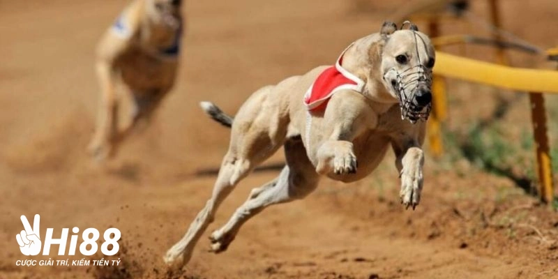 Tổng hợp 3 hình thức đua chó được người chơi tin dùng